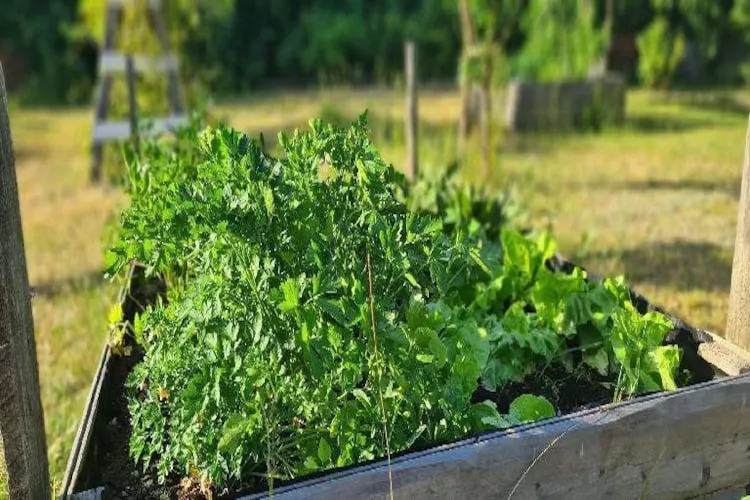 Dom wakacyjny z basenem w Kielnie - Jardins en été