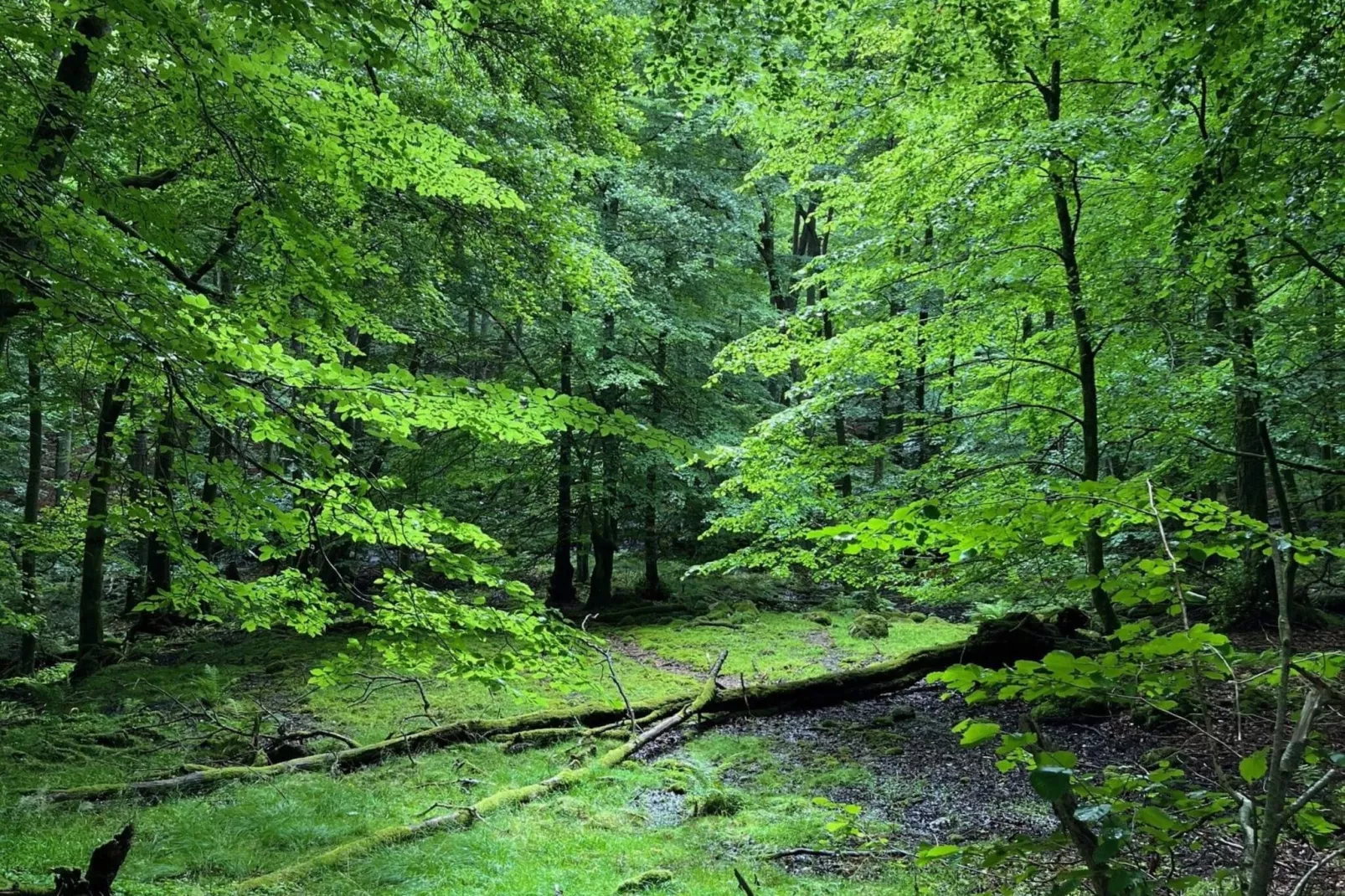 4 star holiday home in YNGSJÖ, SVERIGE - Outdoor