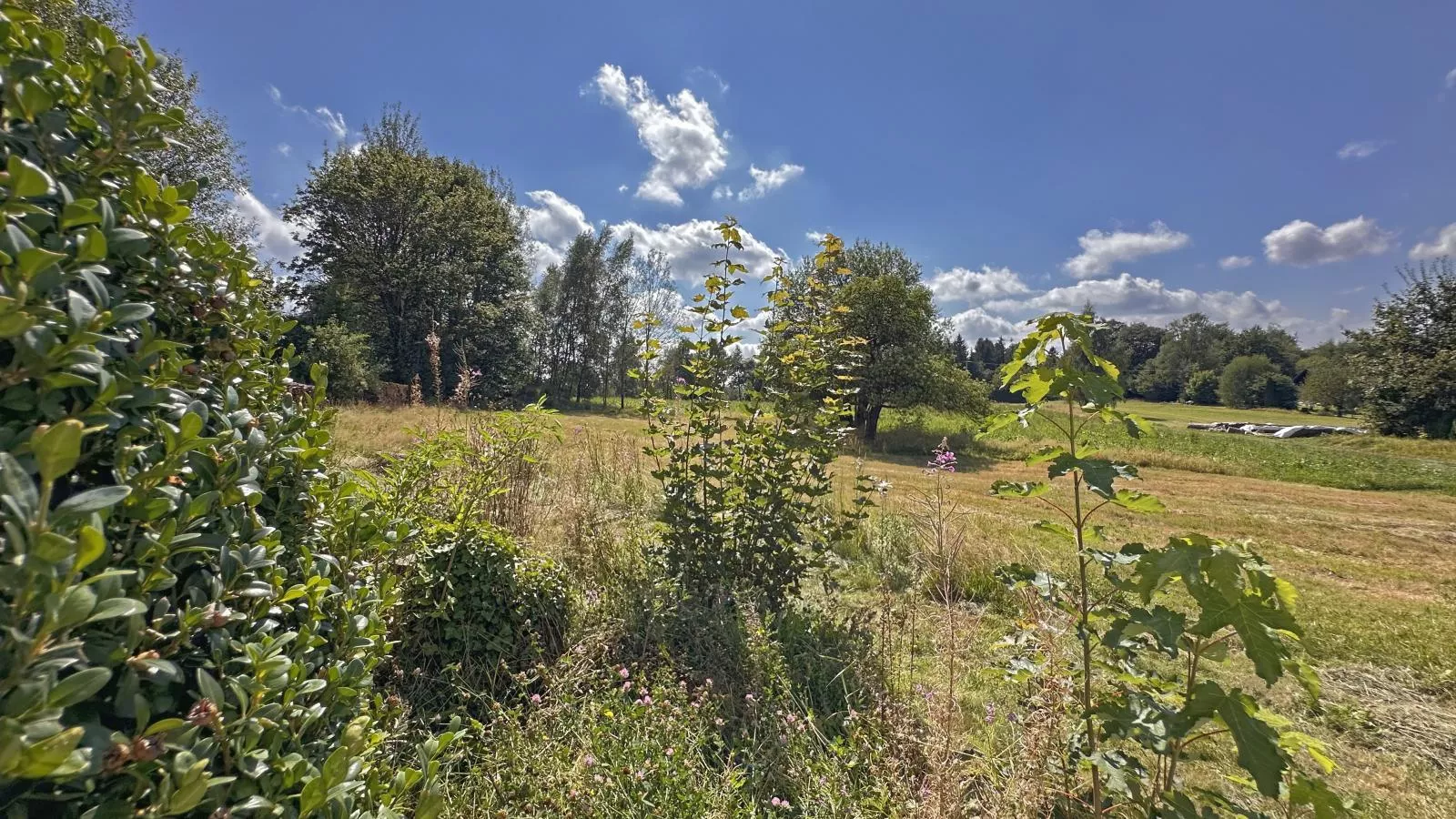Zum wilden Jakob - Gardens in summer