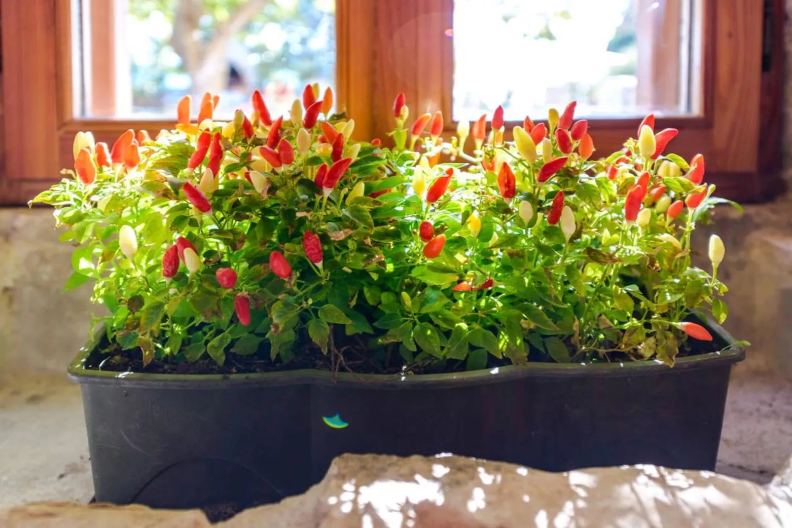 Luxury Seafront Villa Mare Orebic with Pool - Ambiente