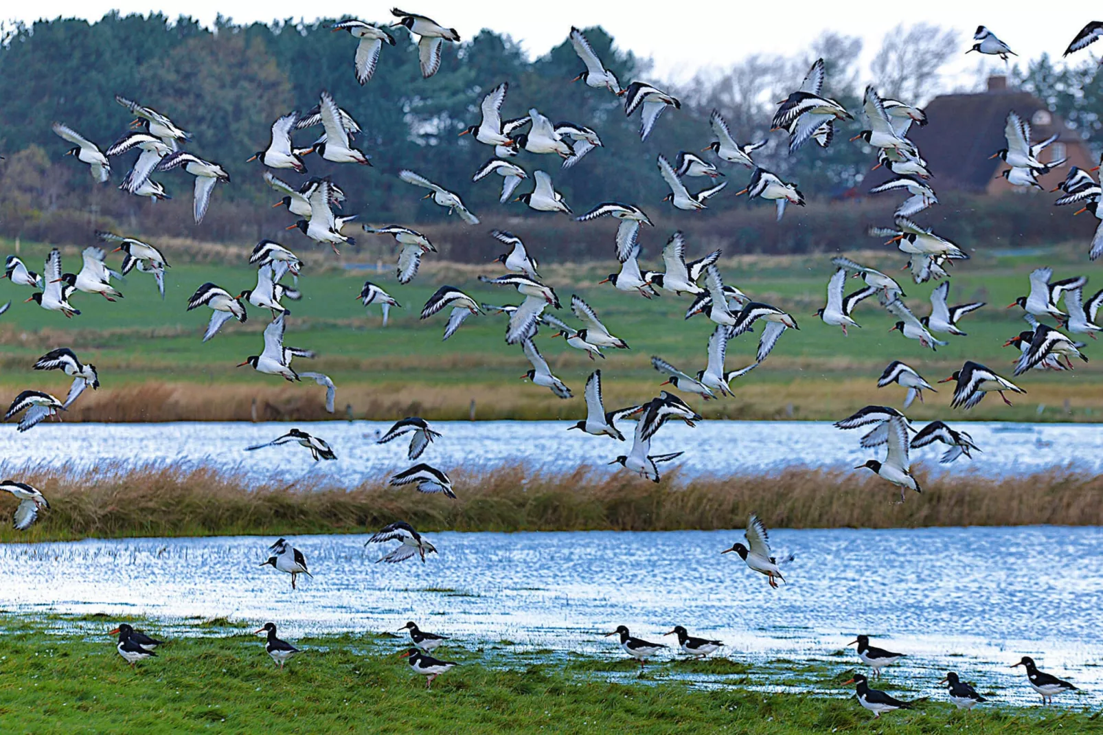 Doppelhaus in Oldsum auf Föhr-Haus 1 - Wasserblick