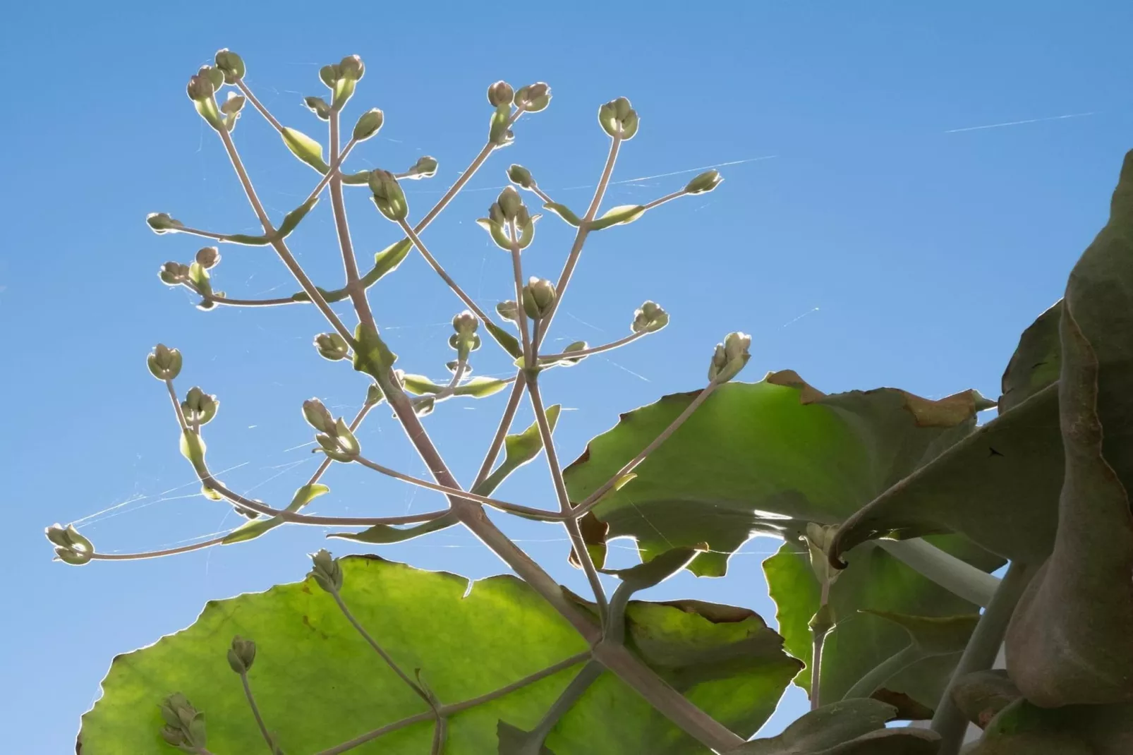 Villa Iza Belén - Garten Sommer
