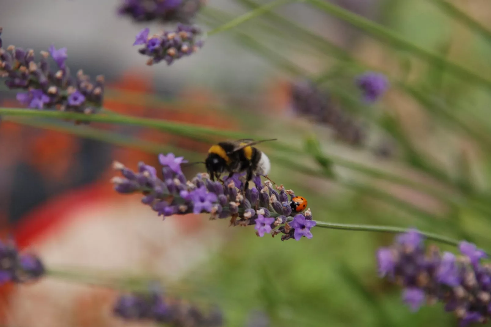 Bungalow 2 SZ 4 P - Zones été à 1 km