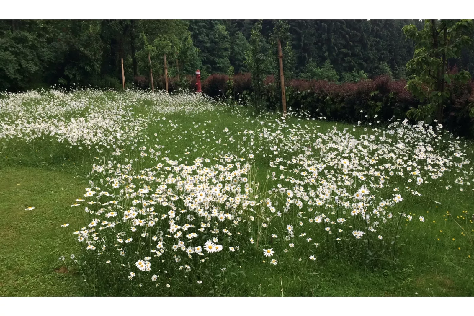 Weidhaus - Gardens in summer