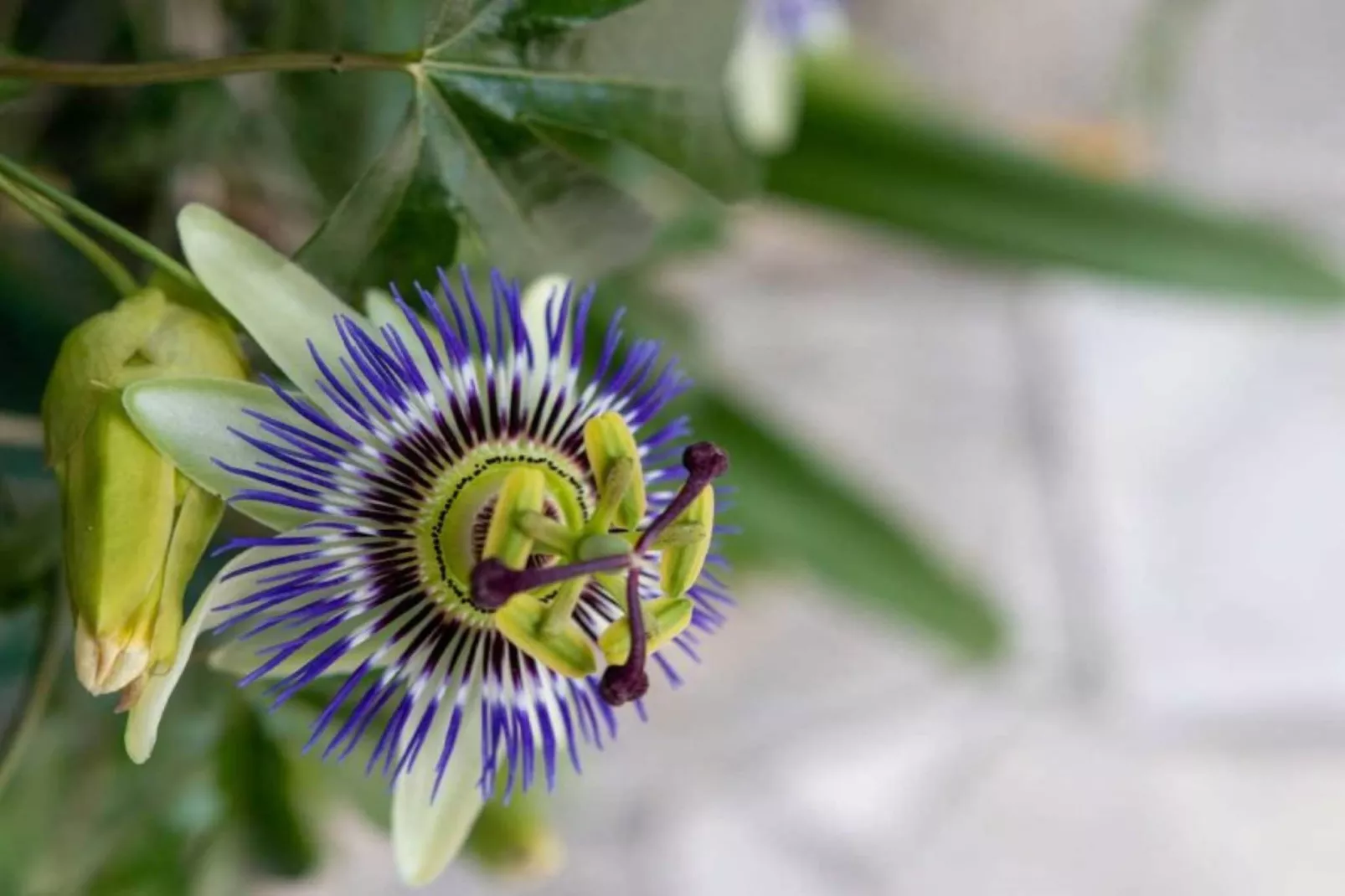 La Pascaline - Ambiance