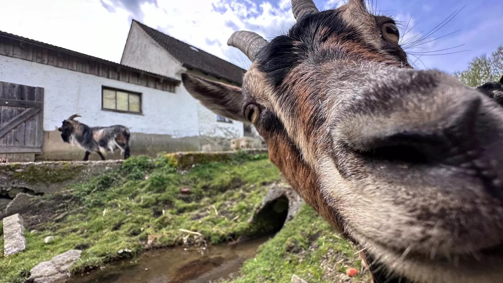 Feriendorf Seeblick - Tiny Chalet Nr 4 - Areas within 1km in summer