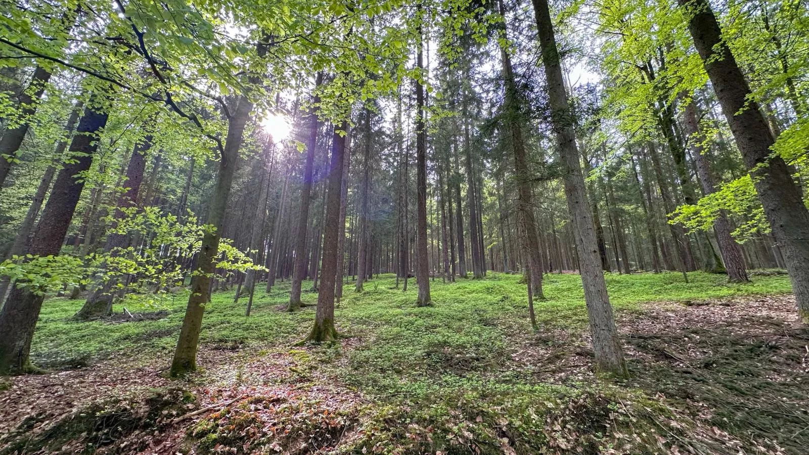 Feriendorf Seeblick - Tiny Chalet Nr 4 - Areas within 20km in summer