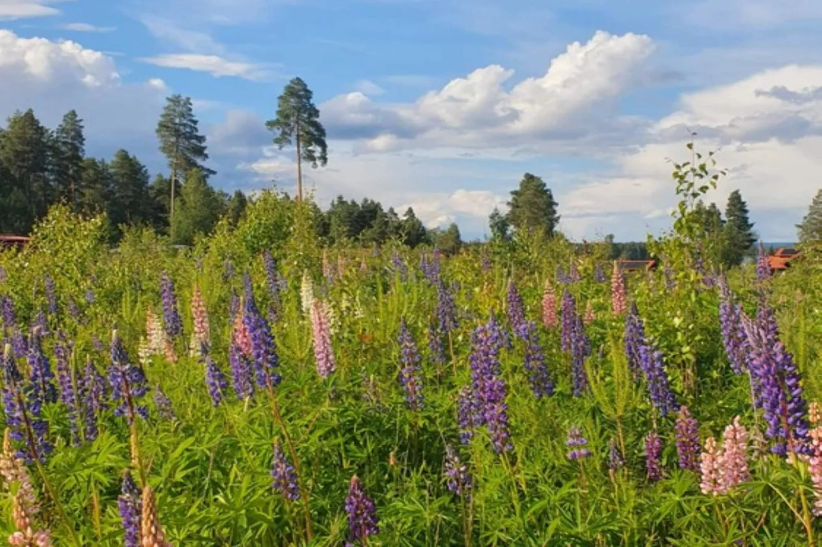 5 star holiday home in Sollerön - Outdoor