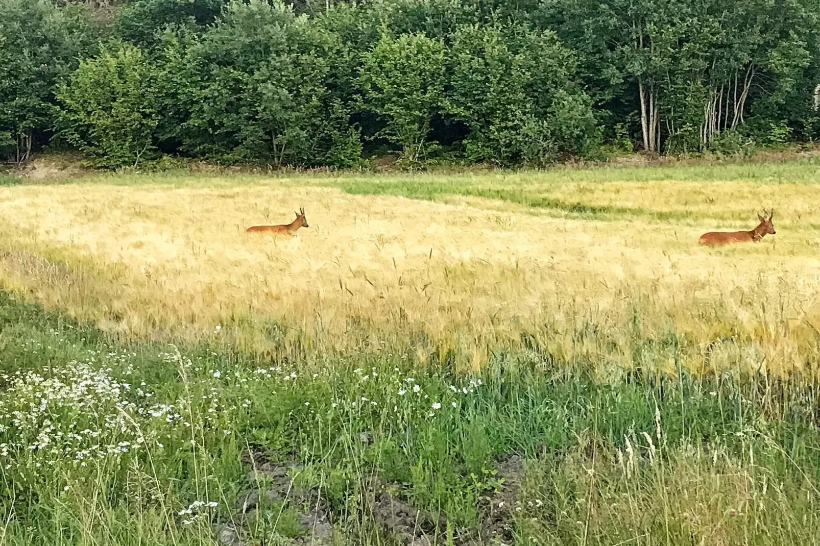 6 person holiday home in STRÖMSTAD - Untagged