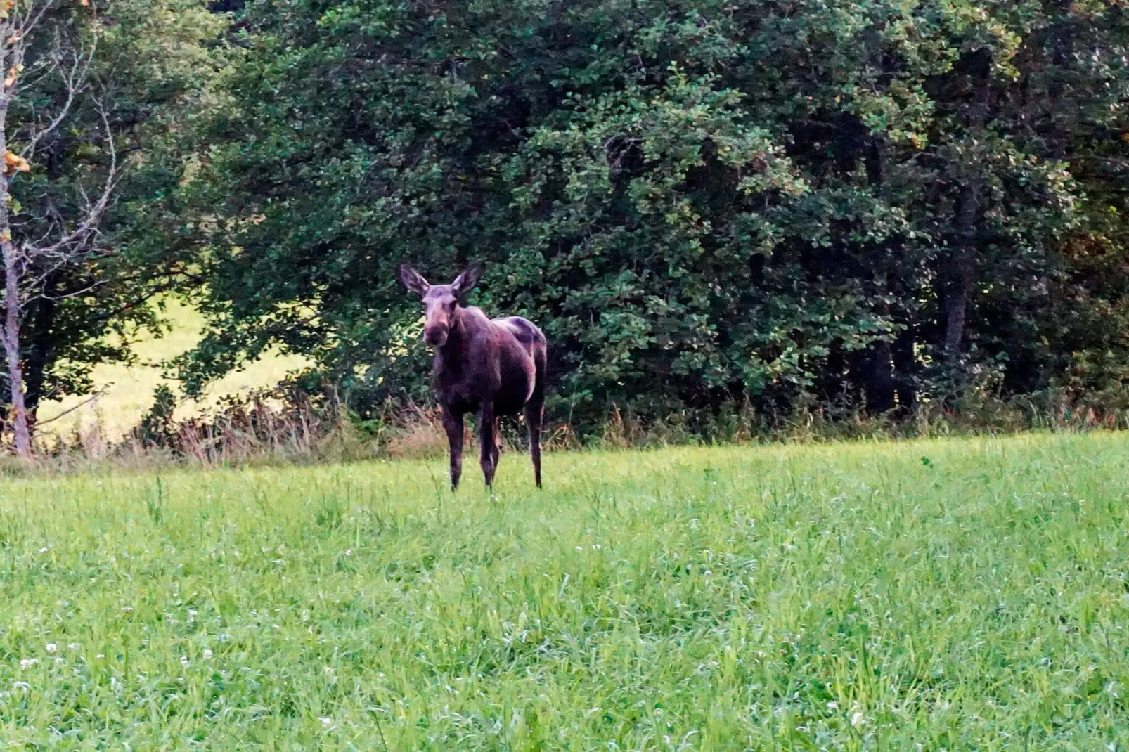 6 person holiday home in STRÖMSTAD - Untagged