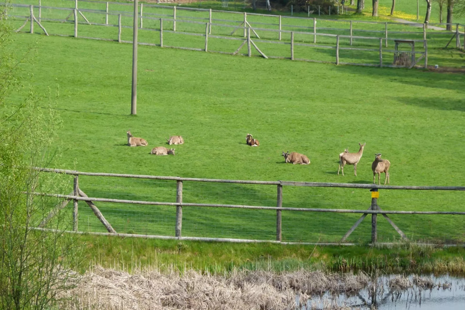 Hotel Harzhaus - Ferienhaus 1 - Jardins en été
