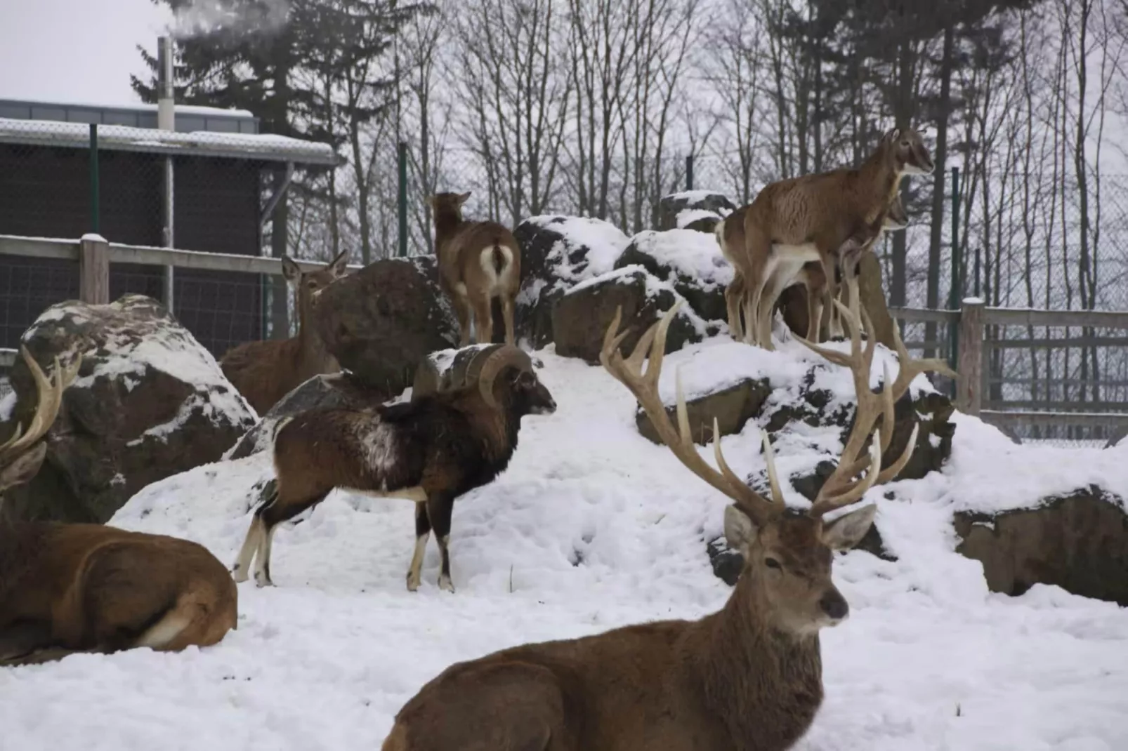 Hotel Harzhaus - Ferienhaus 4 - Zones hiver à 1 km