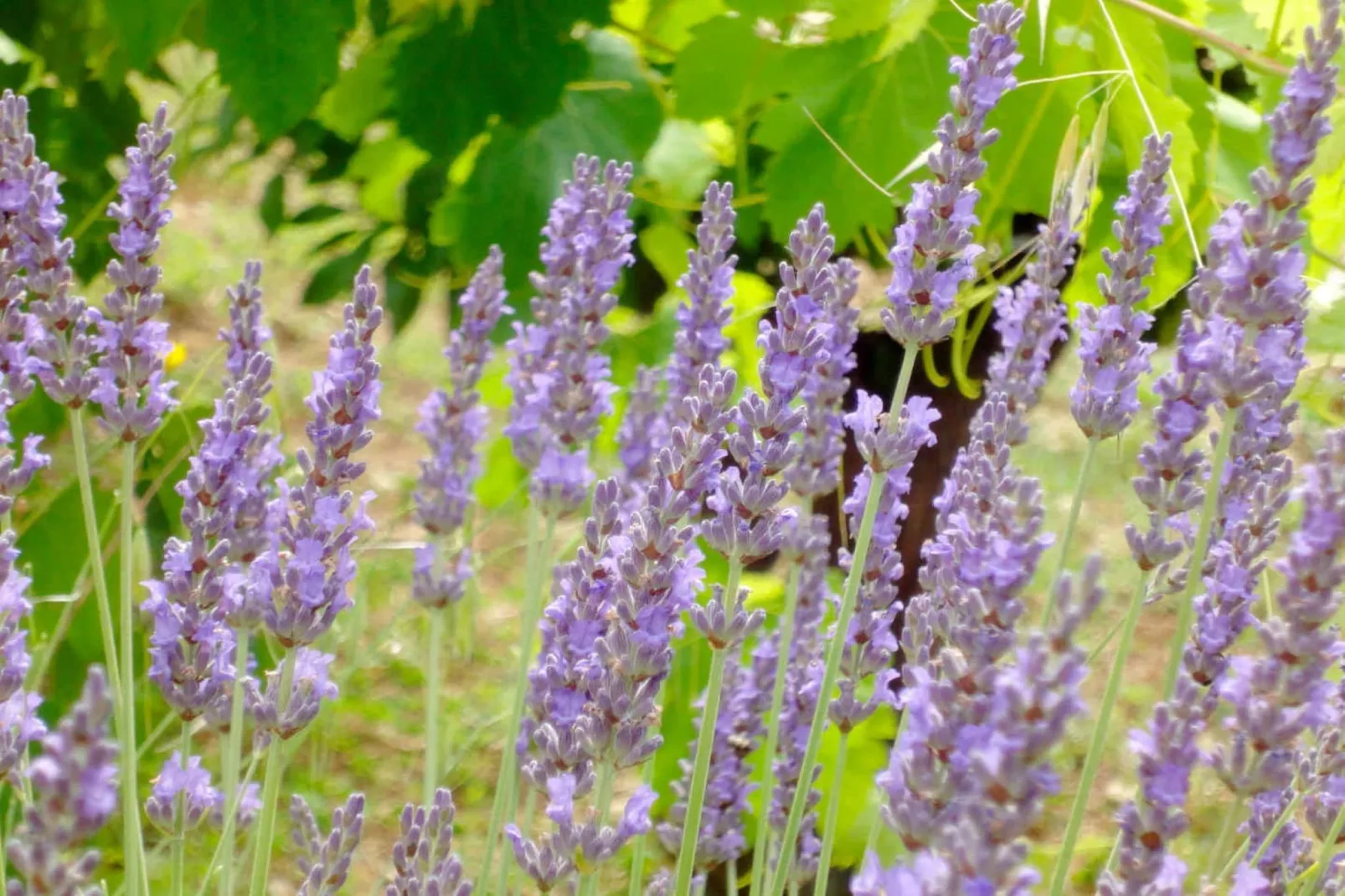 Noelie rez de jardin - Ambiance