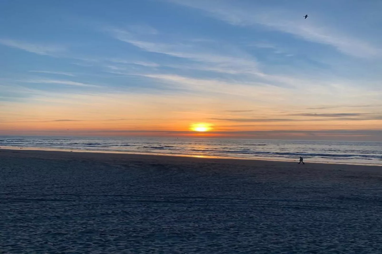 Campanula 54 - Areas within 5km in summer