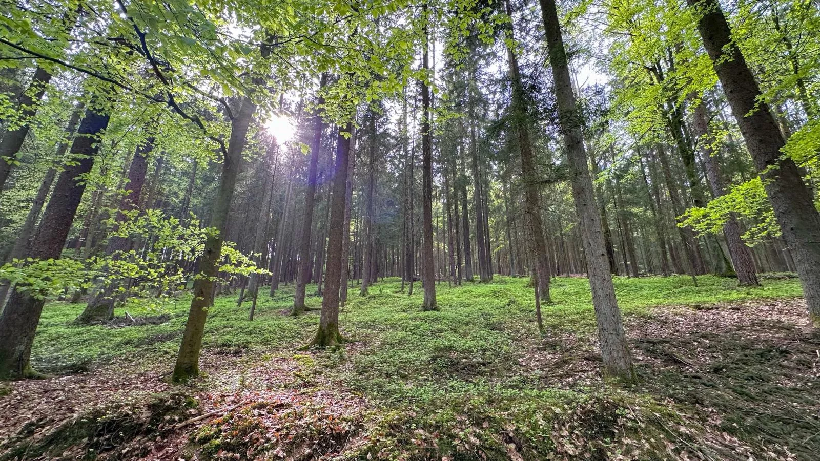 Feriendorf Seeblick - Tiny Chalet Nr 9 - Gebiete Sommer 20 km