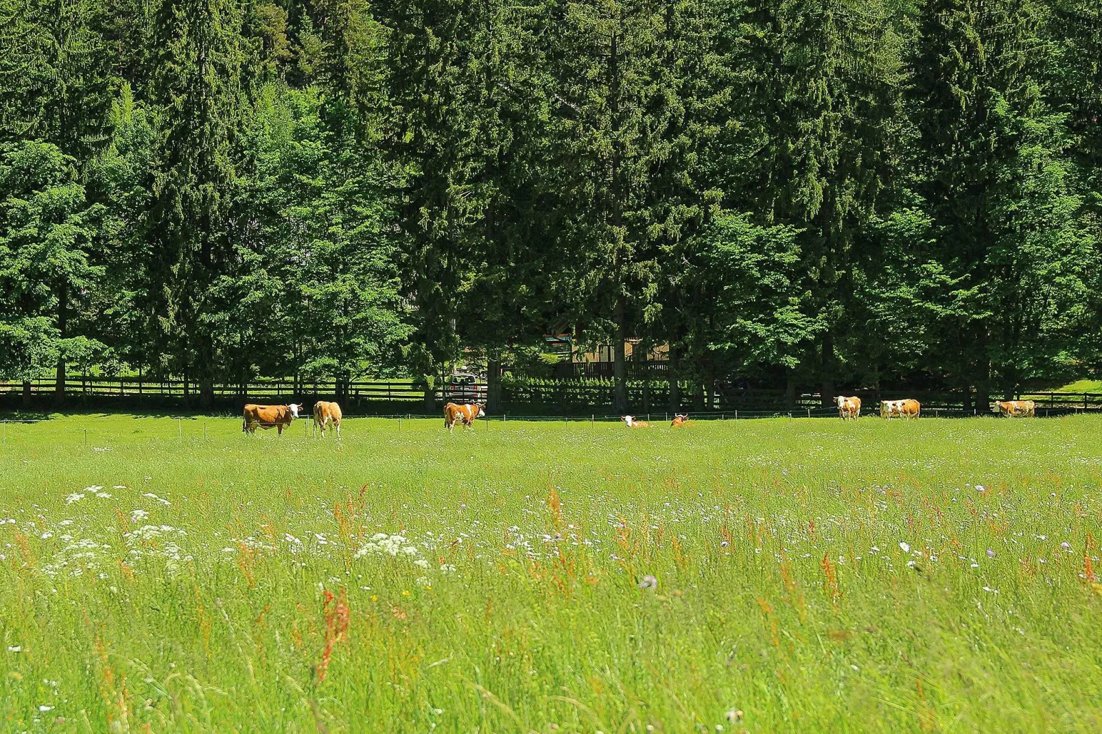 Pocitniska hisa Gobela-Areas summer 1km