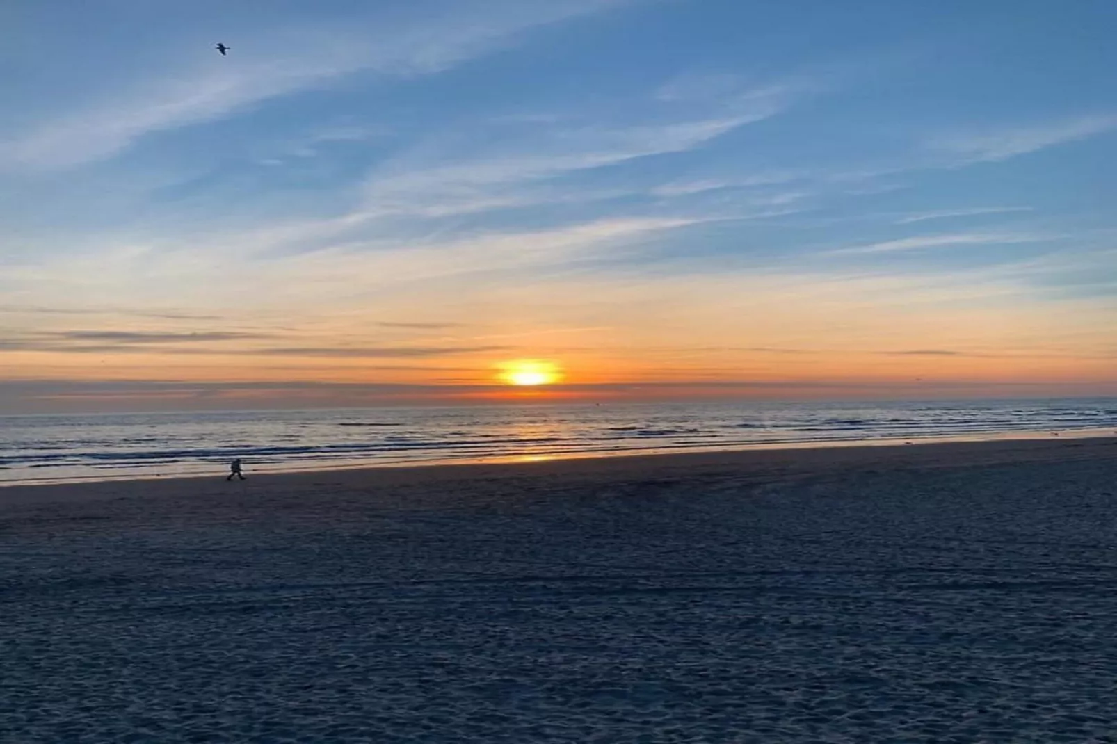 Campanula 54 - Areas within 5km in summer