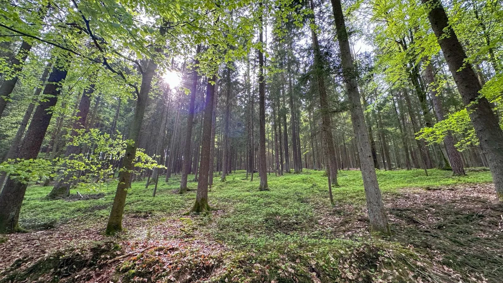 Feriendorf Seeblick - Tiny Nr 2 - Areas within 20km in summer