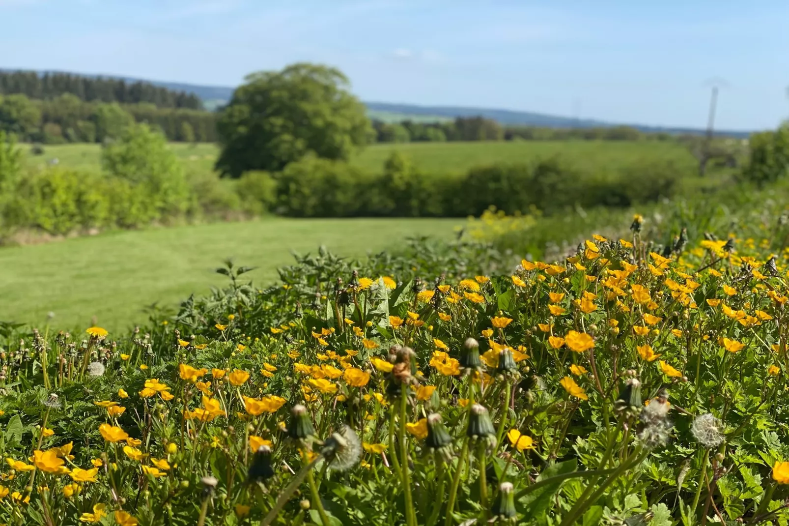 Le souffle des sapins - View in summer