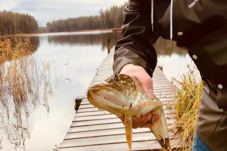 Leśniczówka Szeroki Bór Pisz - Gardens in summer