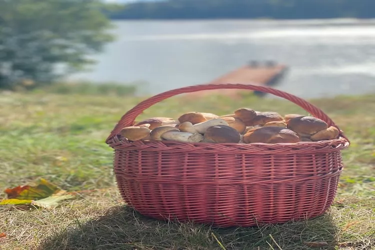 Leśniczówka Szeroki Bór Pisz - Gardens in summer