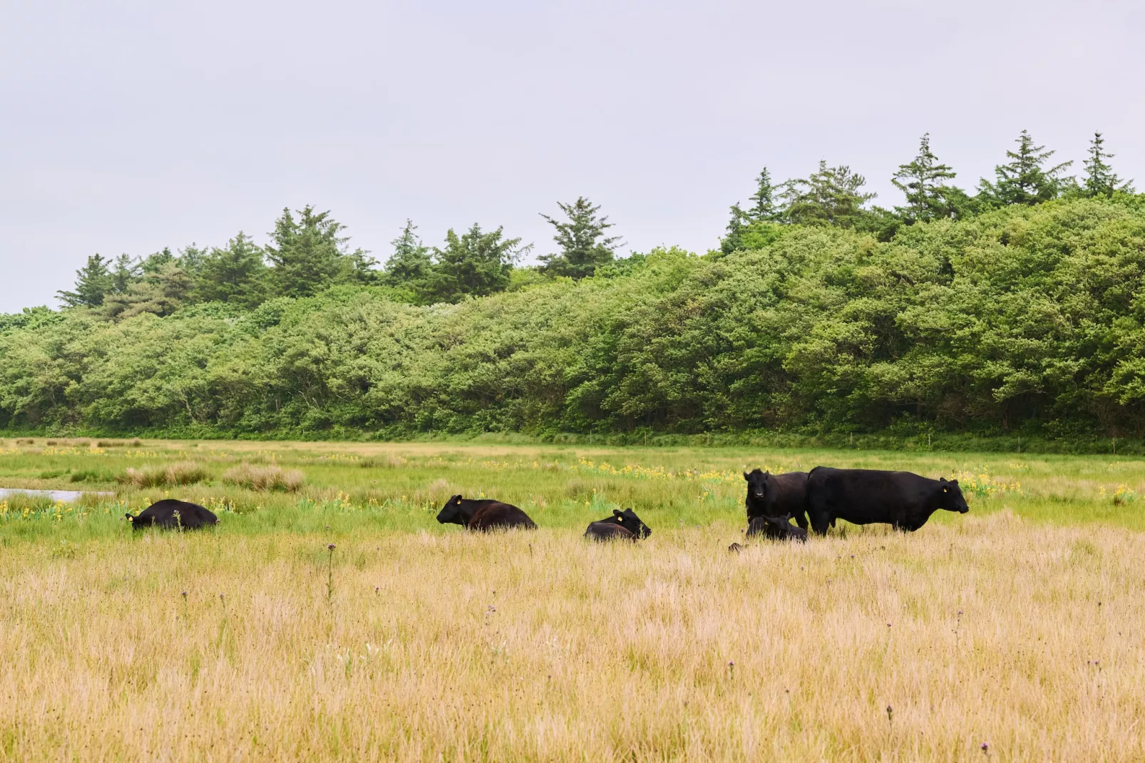 Droomsuites Texel - 6 persoons apartement - Gebiete Sommer 1 km