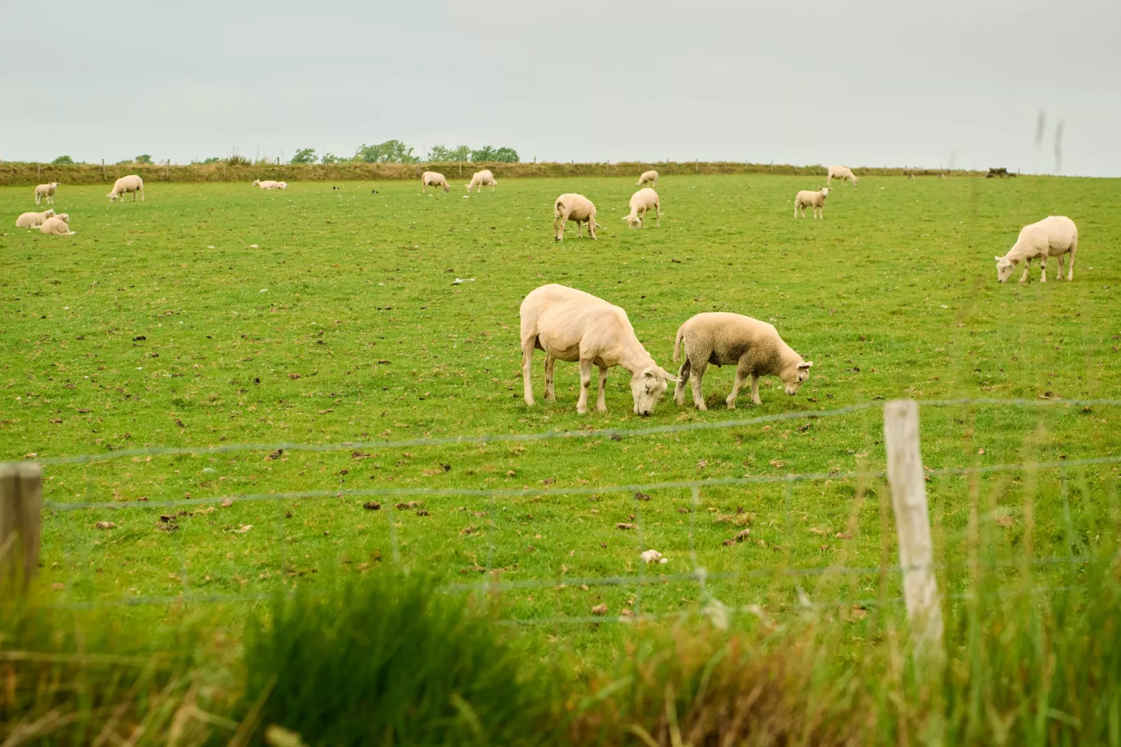 Droomsuites Texel - 4 persoons appartement - Garten Sommer