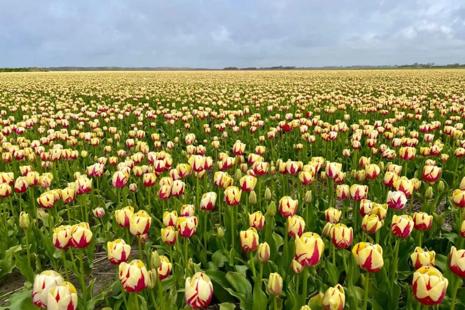 Zon in de duinen - 33 - Areas within 1km in summer