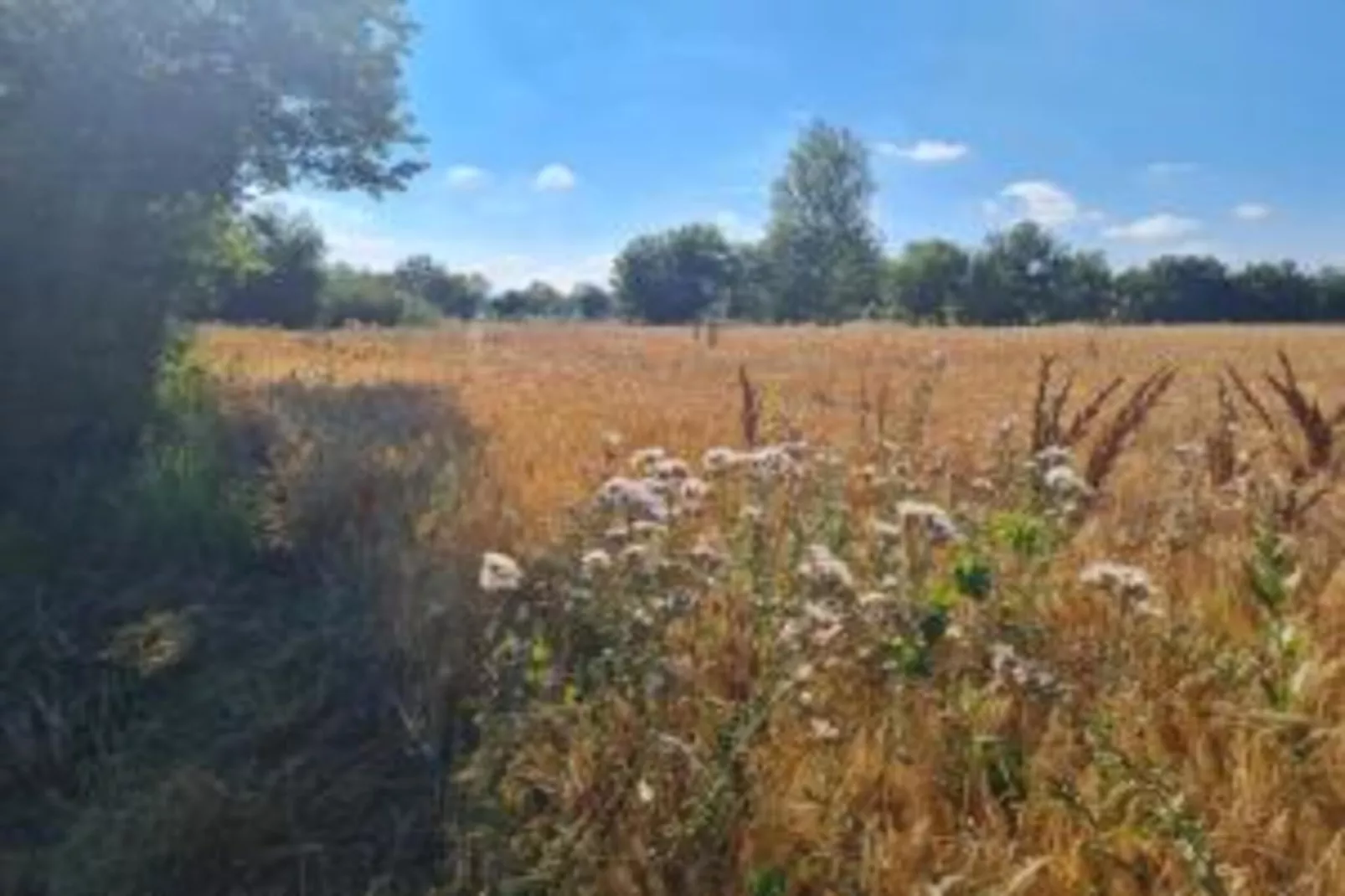 Orchidea - Areas within 20km in summer