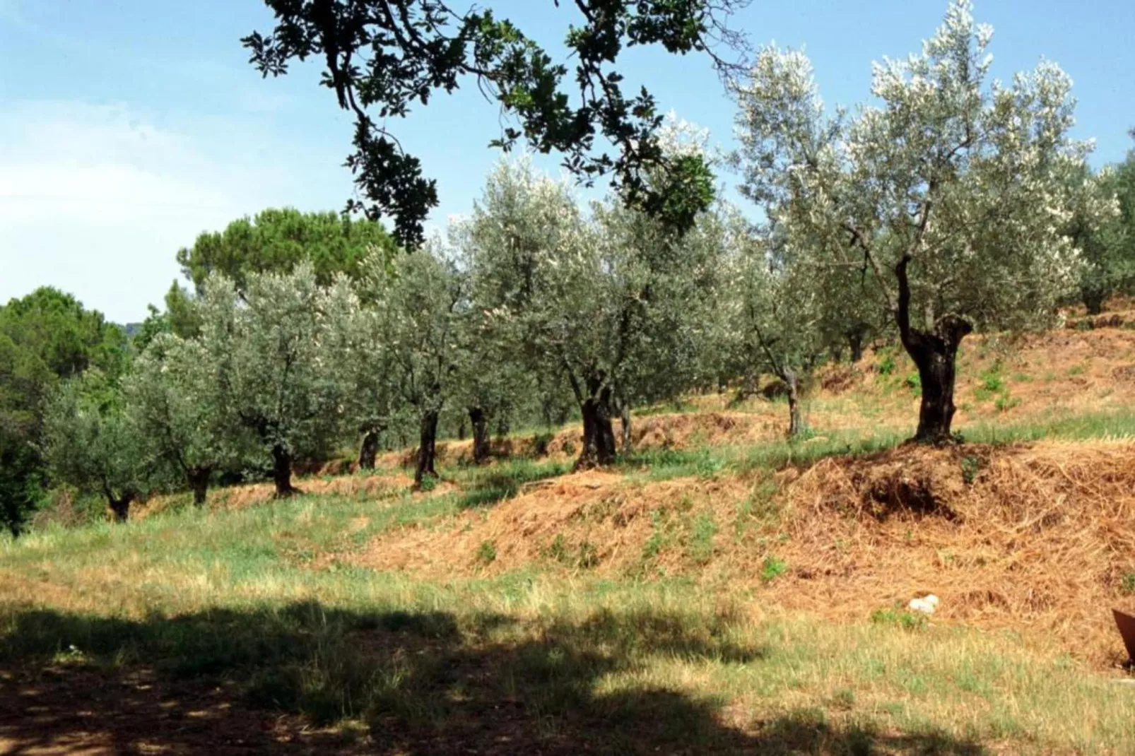 Fiordaliso - Areas within 20km in summer