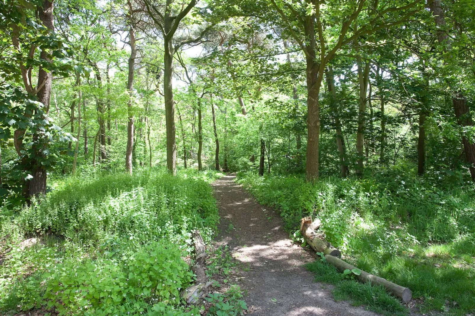 Betonnen Boshuis - Gebiete Sommer 1 km