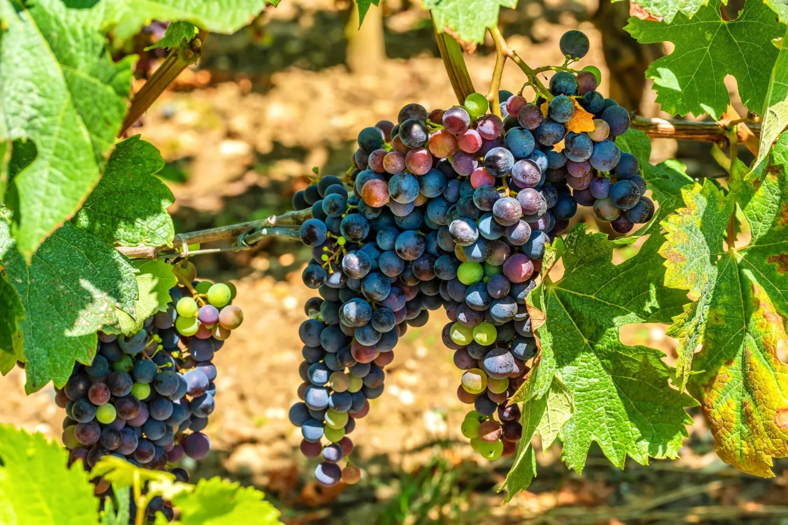 Maison avec vue sur le lac Lacanau - Ambiente