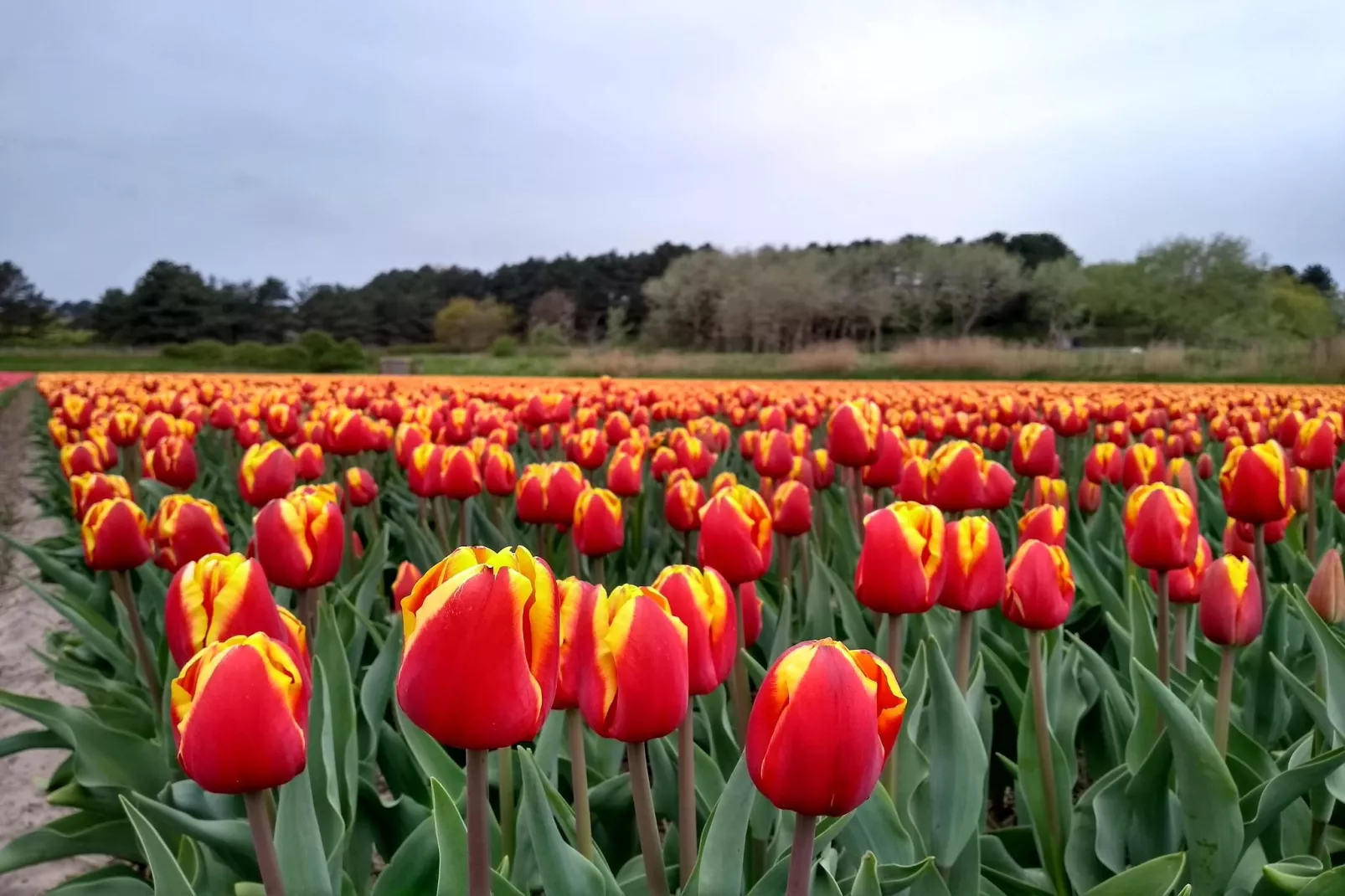 Zonnestralen - Gardens in summer