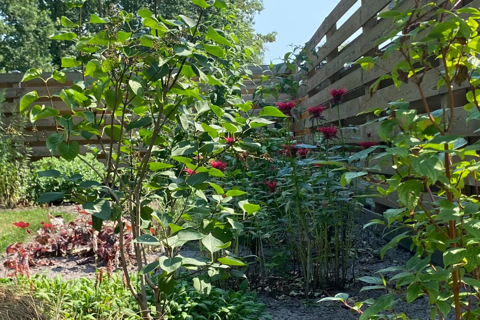 De Groninger Zeeuw - Garten Sommer