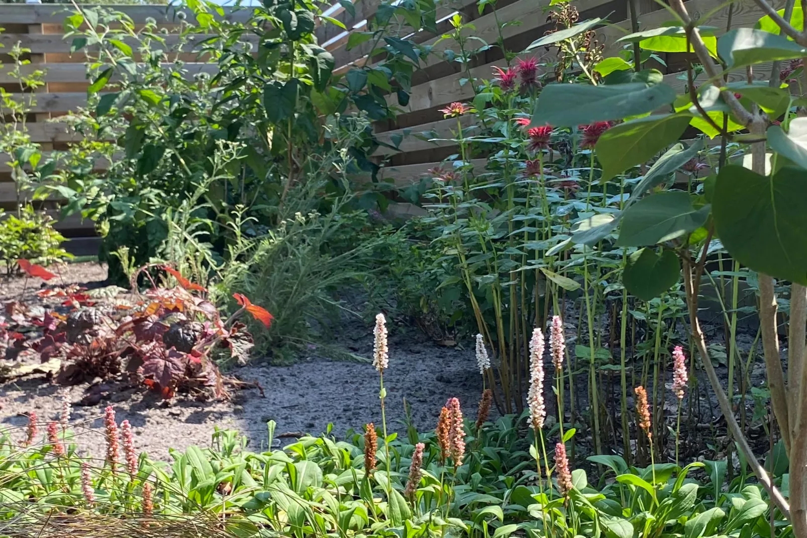 De Groninger Zeeuw - Garten Sommer