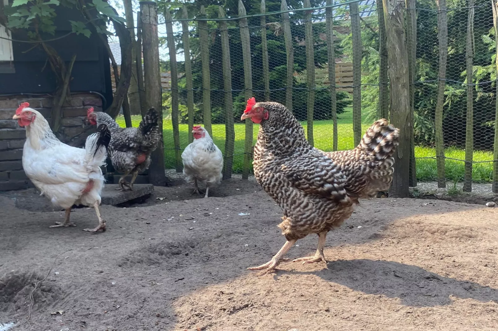 De Groninger Zeeuw - Ambiente