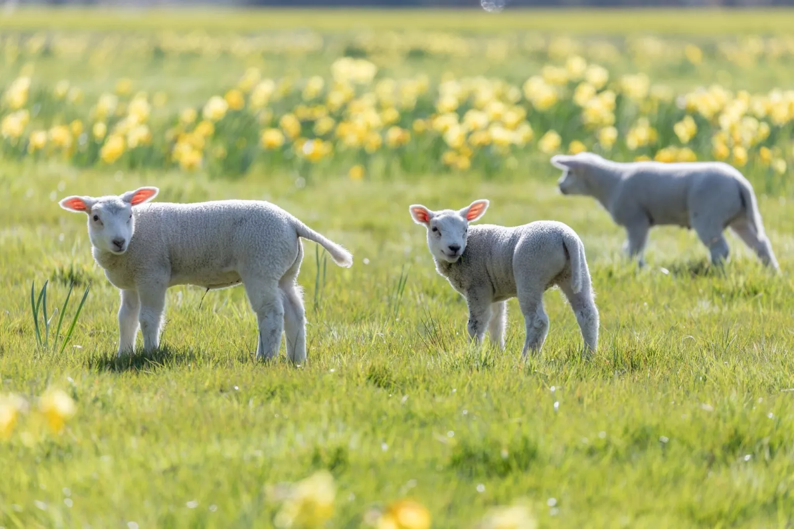 Vakantiepark Hunzedal 19-Gebiete Sommer 5 km