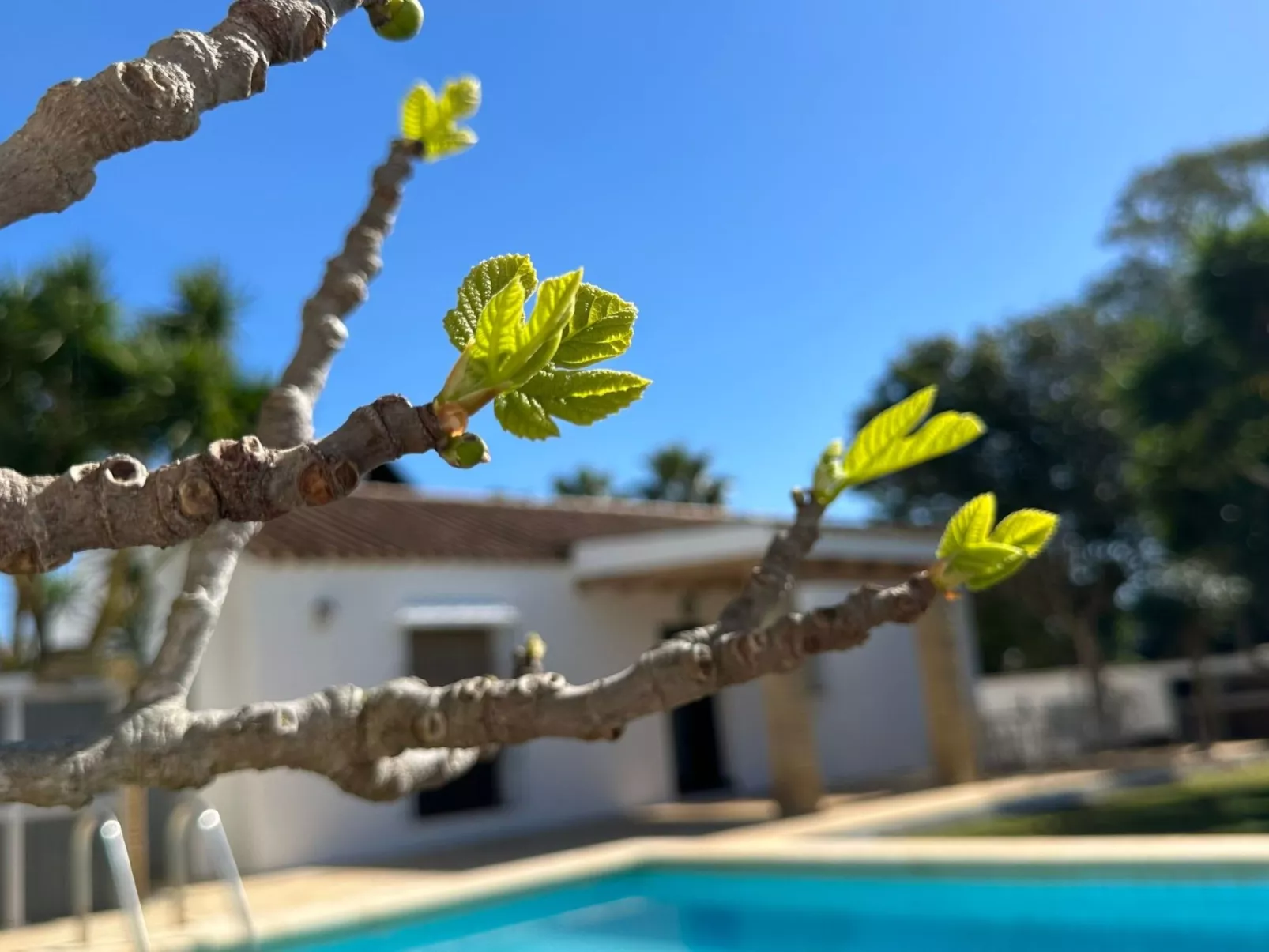 Für 6 Personen in Fuente del Gallo - Dehors