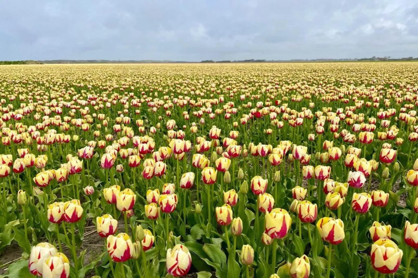 Dromen in de duinen - 51 - Areas within 5km in summer