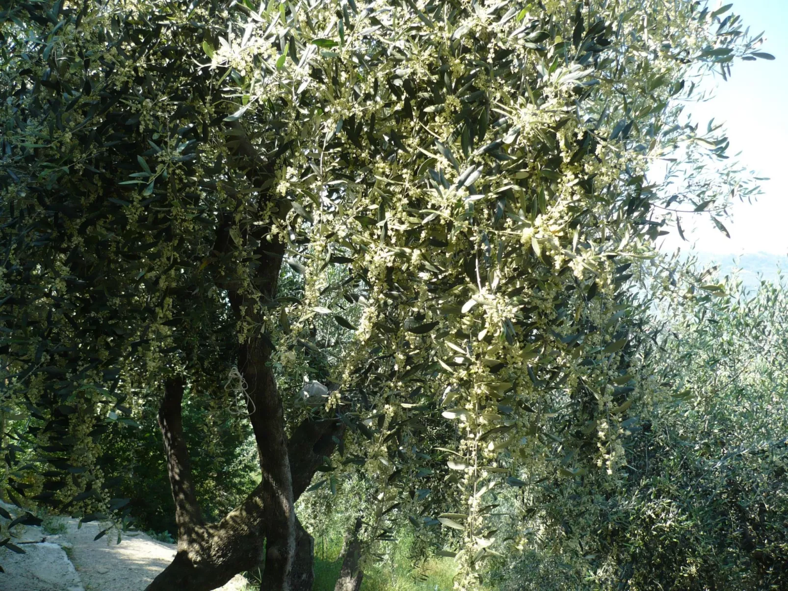 Cottage 'Red 5' mit Blick aufs Wasser - Image-tags.info