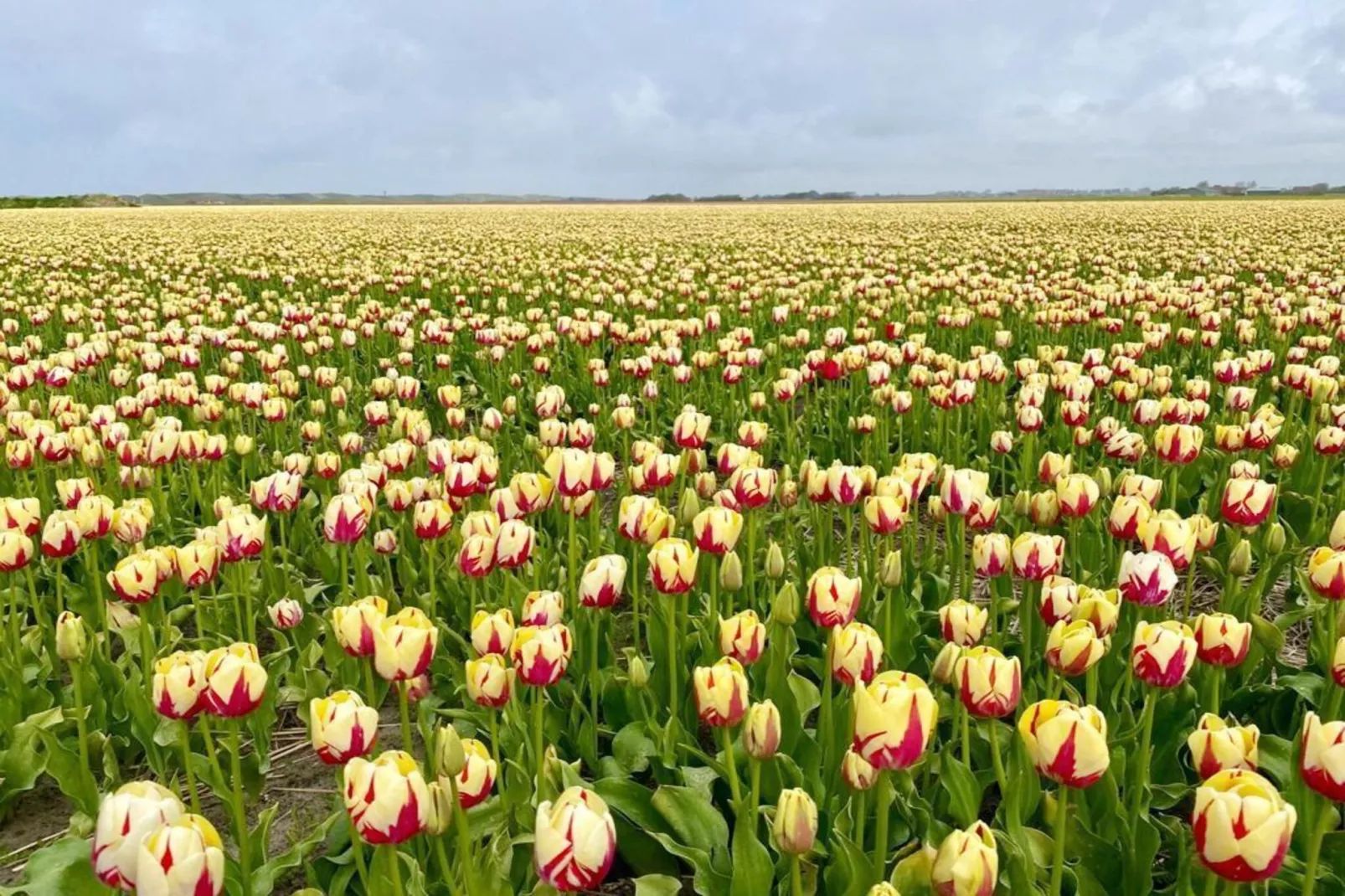 Relaxen aan de kust - 52 - Areas within 5km in summer