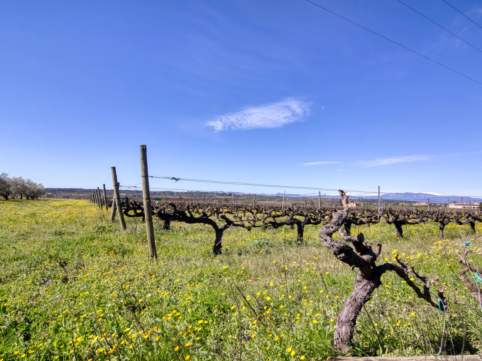 Ca l'Andreu - Umgebung