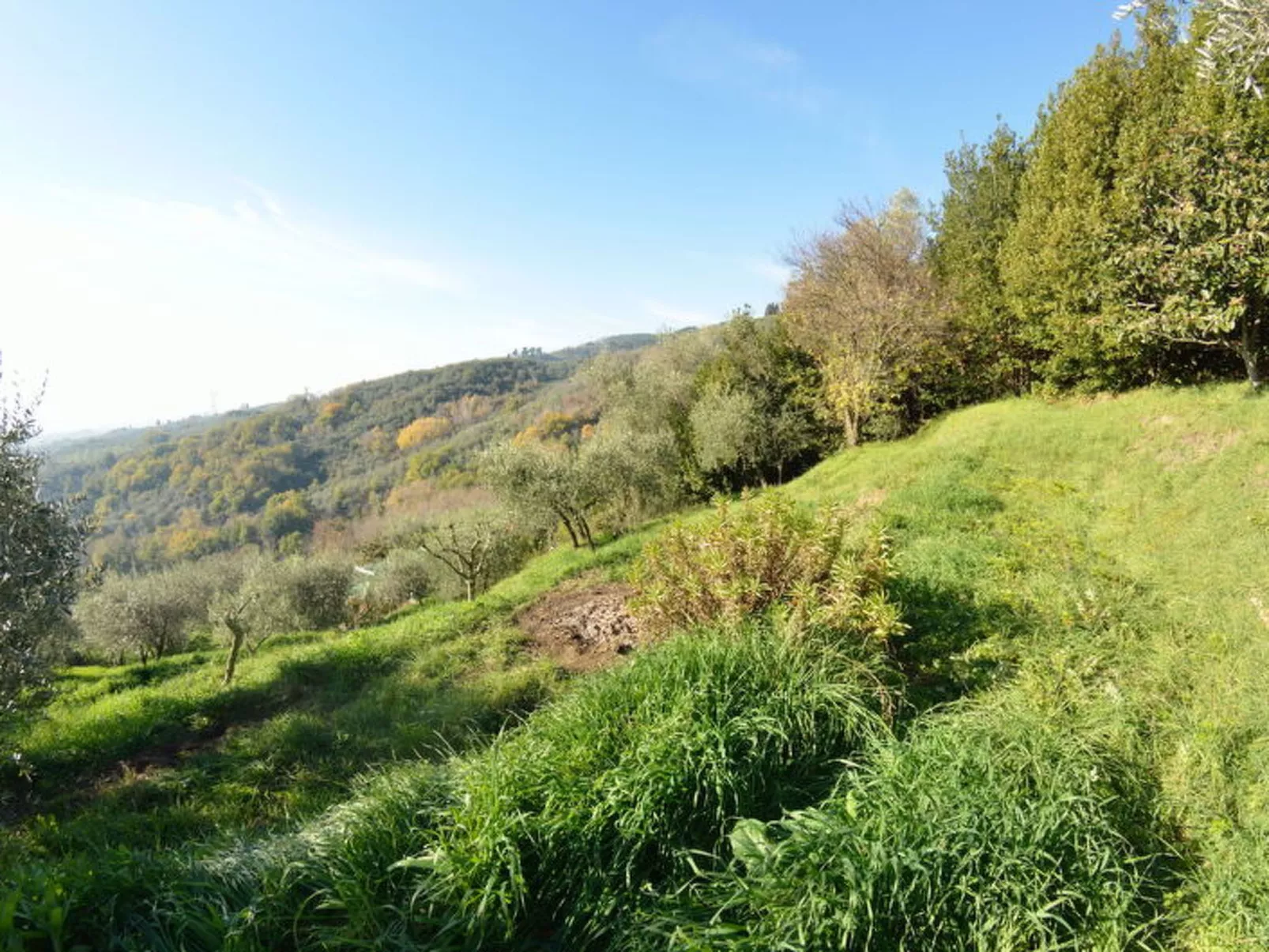 La Cipressa