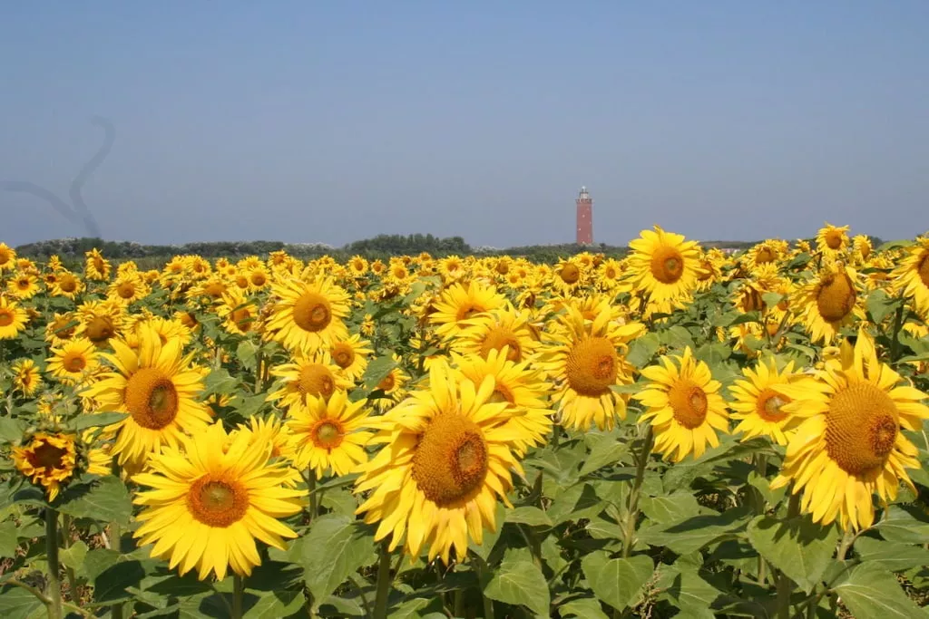 261097 - Gebiete Sommer 5 km