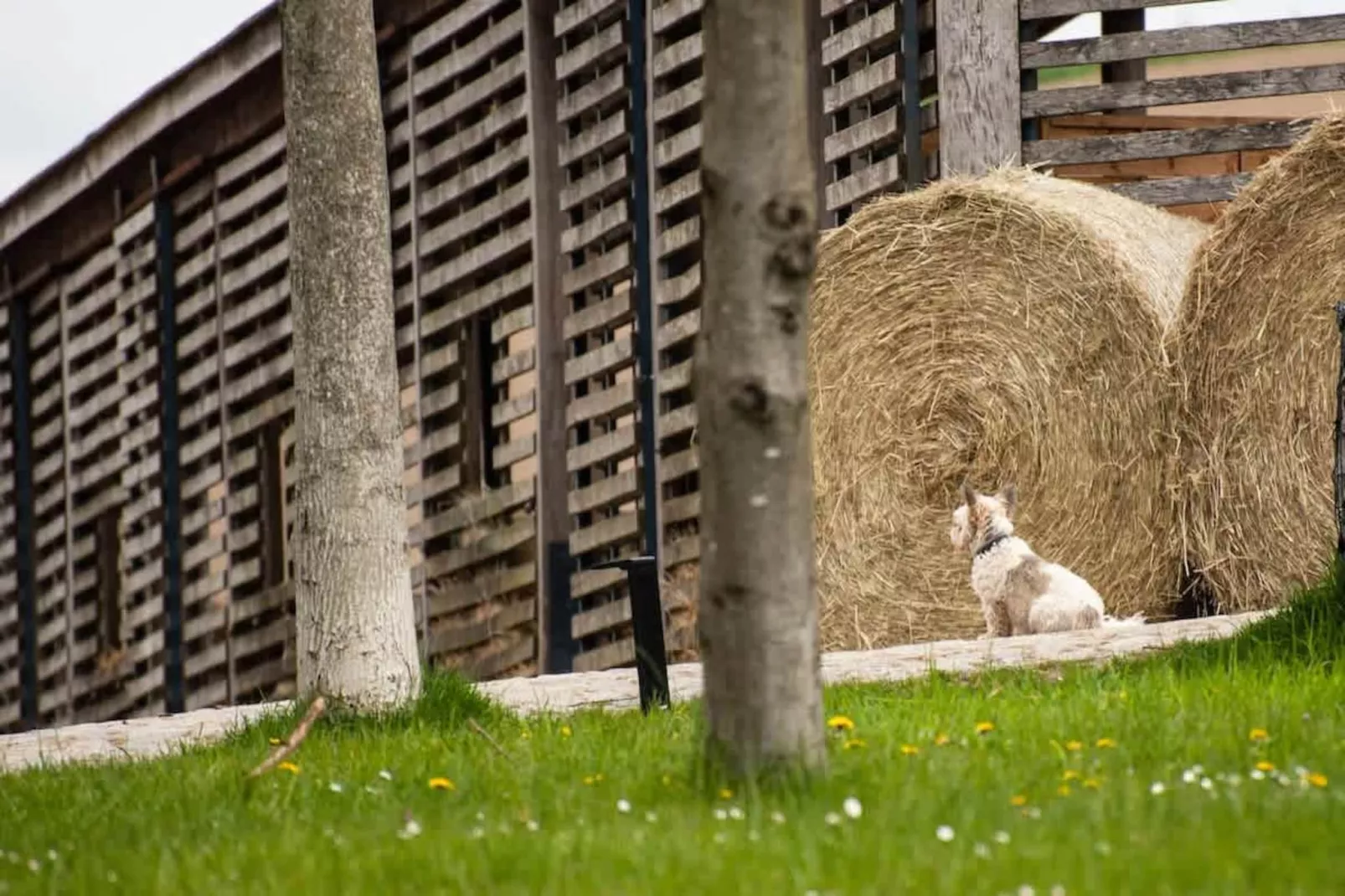 611 - Areas within 1km in summer