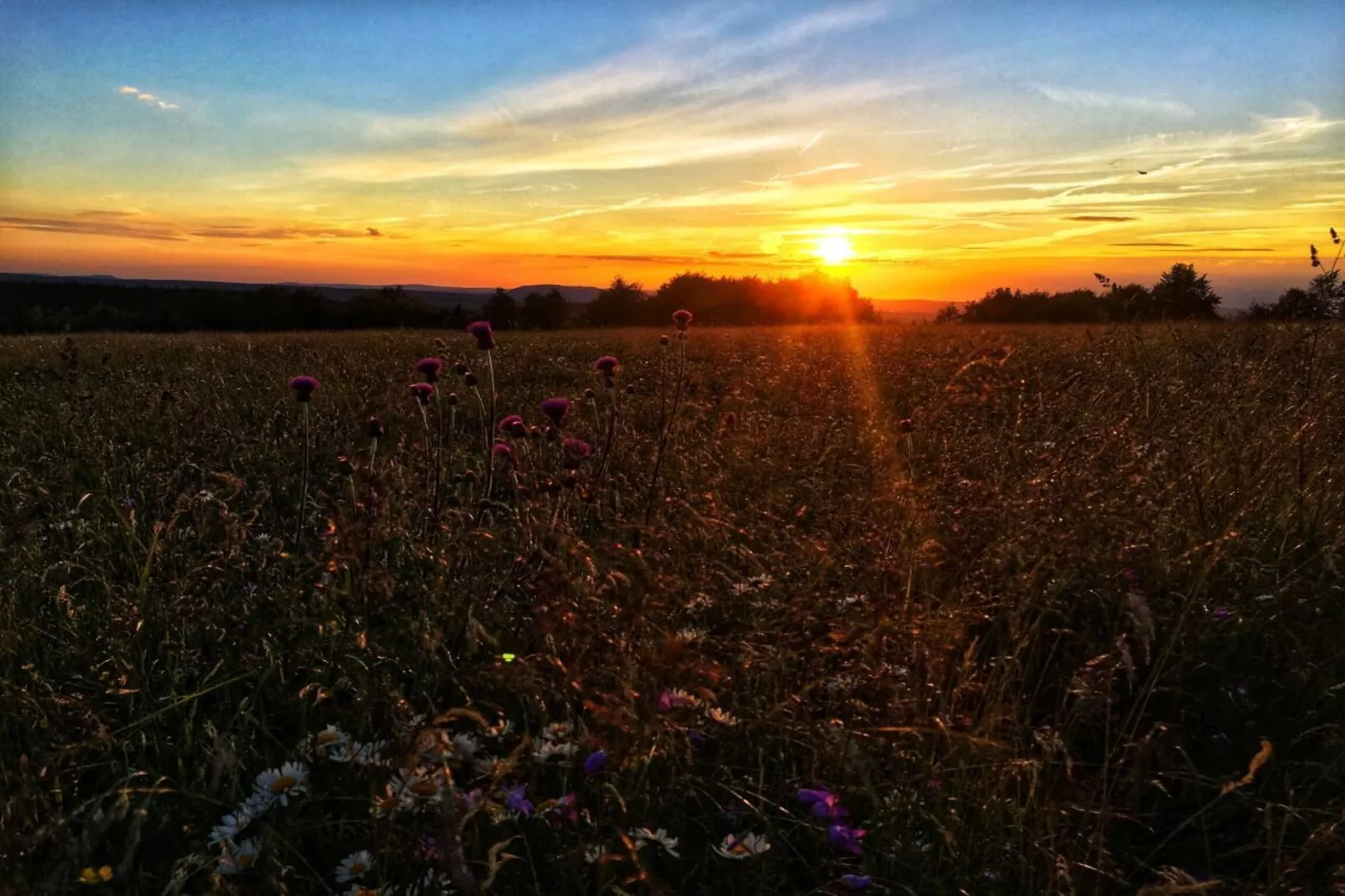 311181 - Gebiete Sommer 1 km