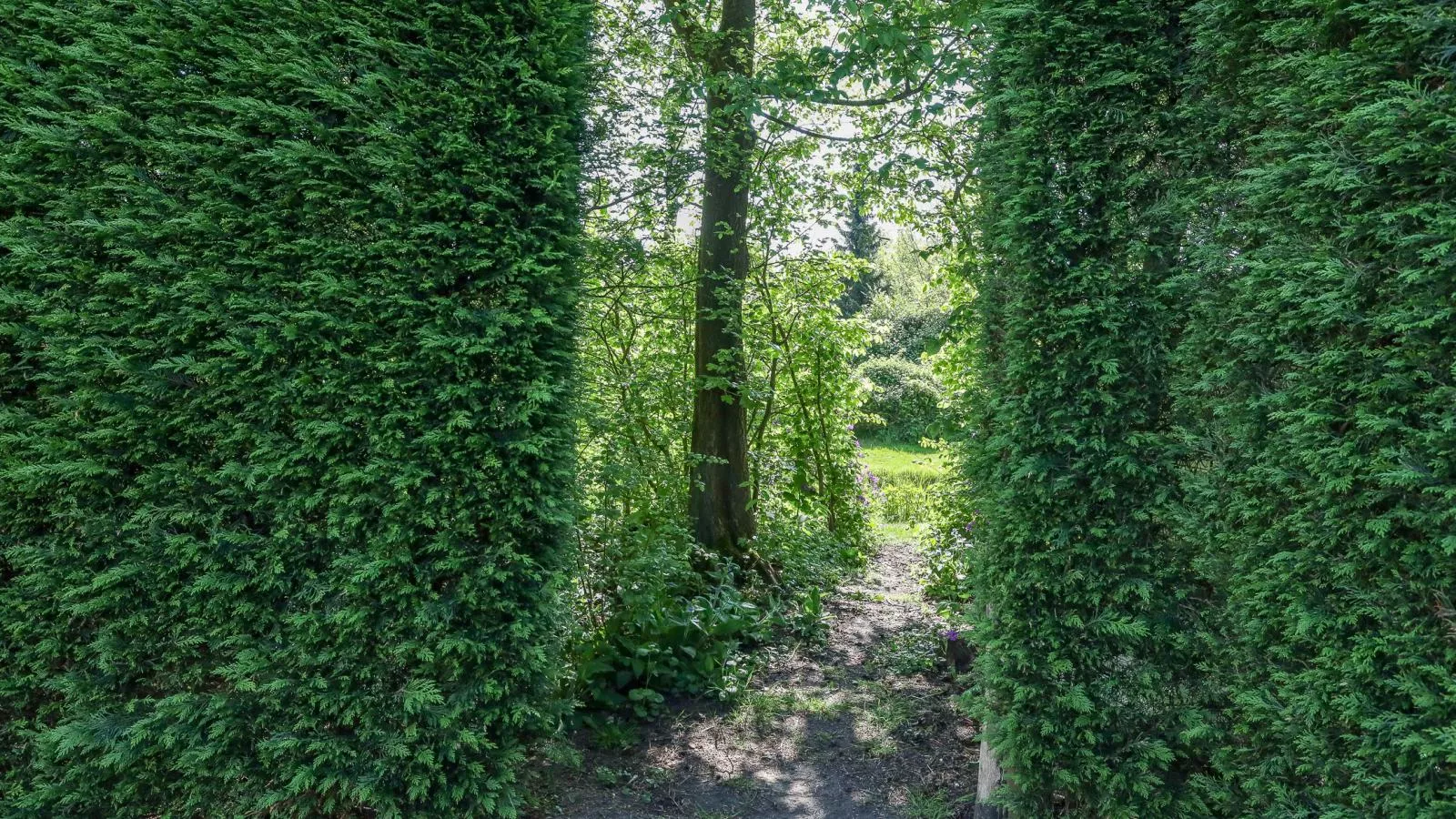 Zilte Iep - Gardens in summer