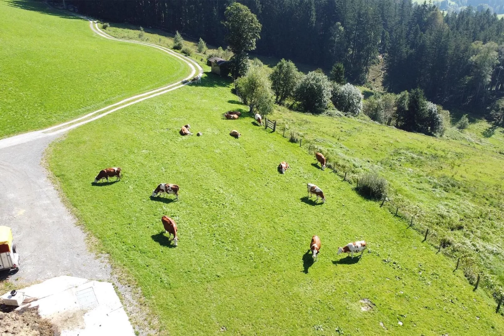 Waldrand-Gardens summer