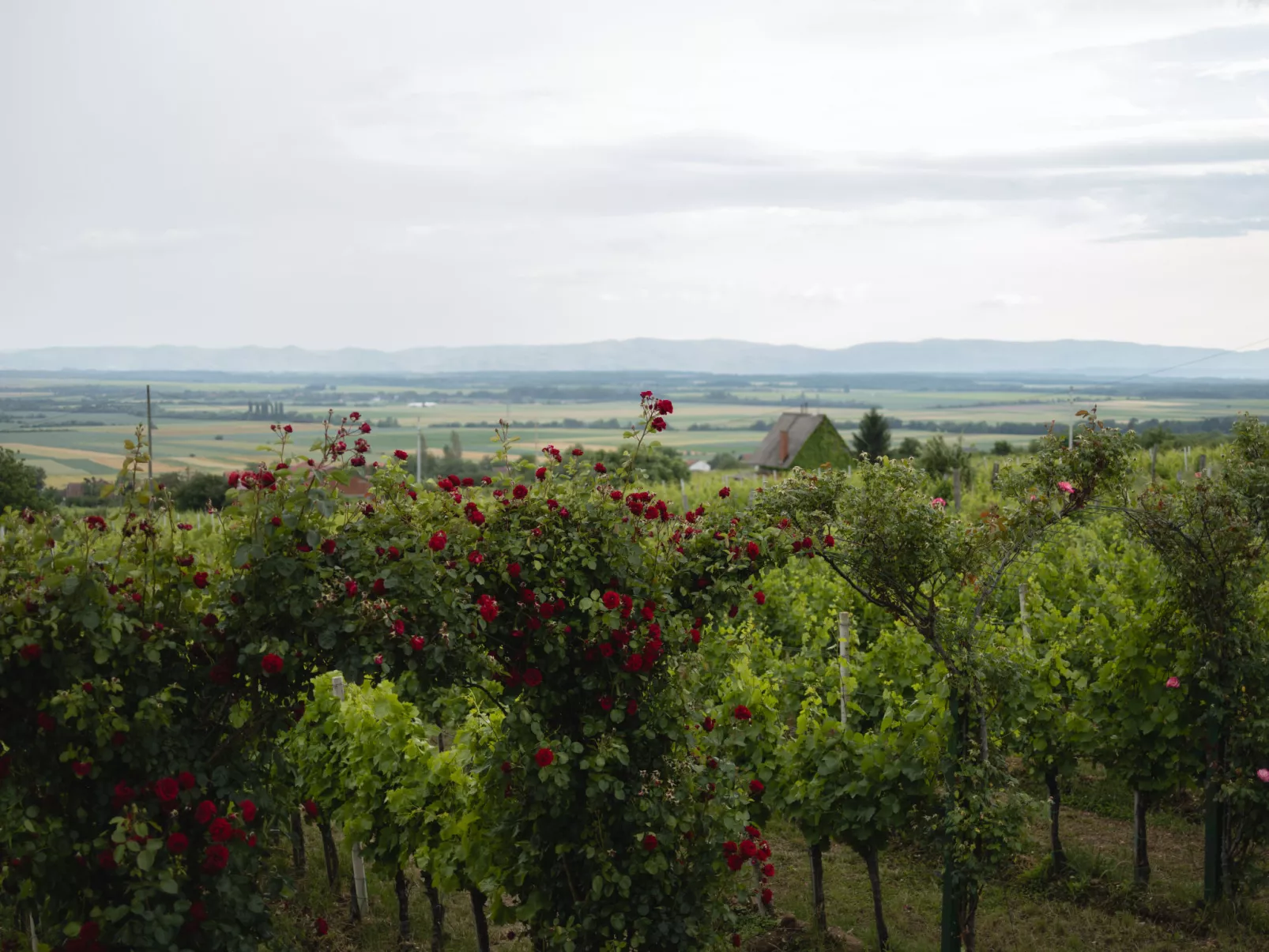 House King`s Hill - Dehors