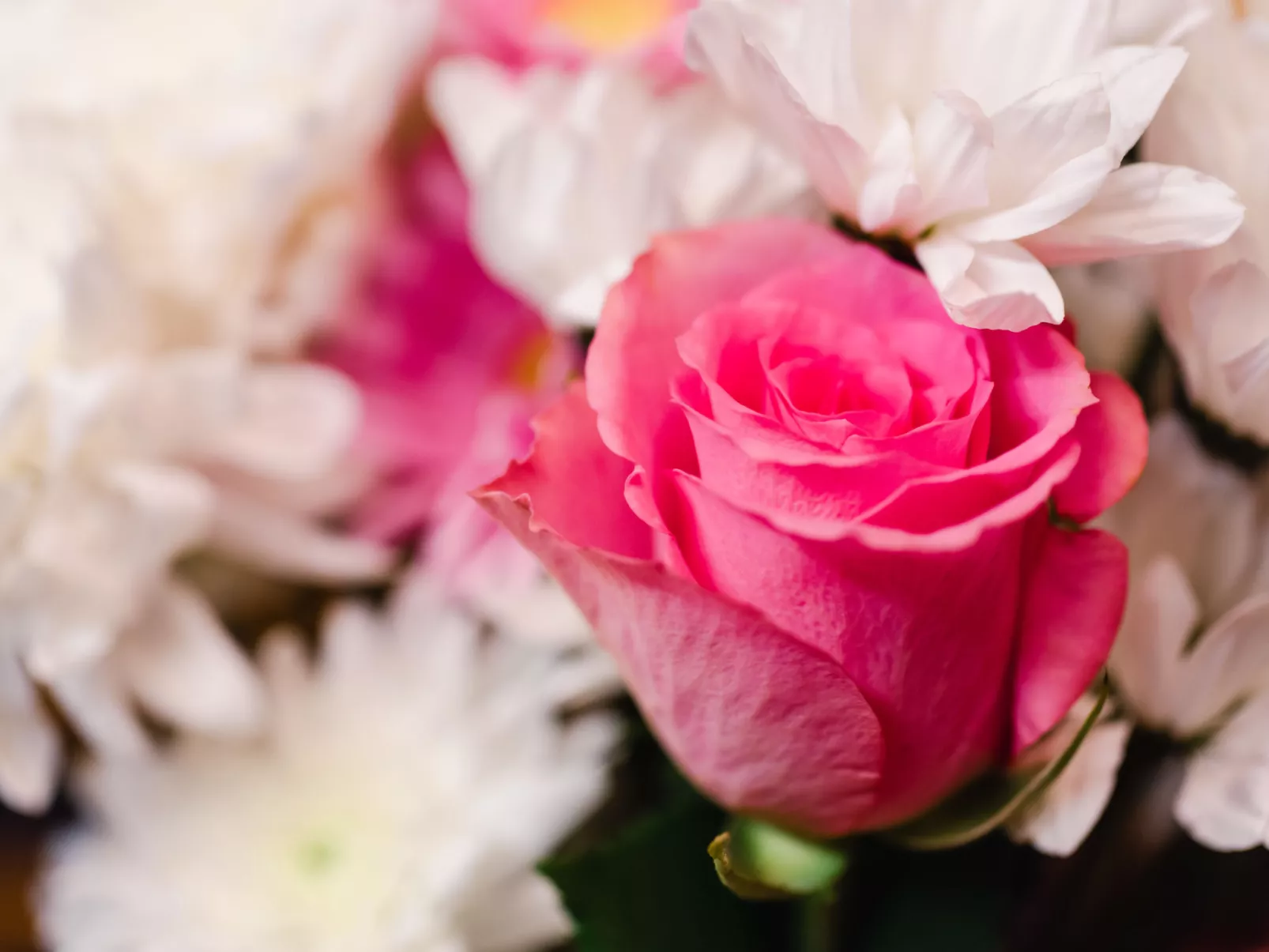 Birch Rowan Combi - Inside